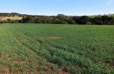 Fazenda para venda em Avaré